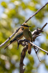 Little Bee-eater (Kleinbyvreter) in Kruger National Park