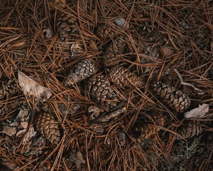 Scenic top view of pine cones on the ground, cool for background