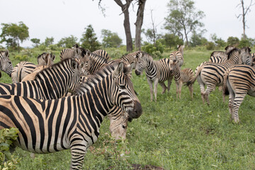Zebra in Kruger National Park