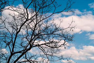 Rami secchi in controluce