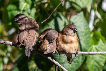 Garden birds – Bronze mannikin in Pretoria, South Africa