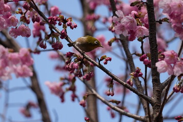 桜の蜜を吸うメジロ	