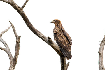 Wahlberg's eagle (Bruinarend) in Kruger National Park