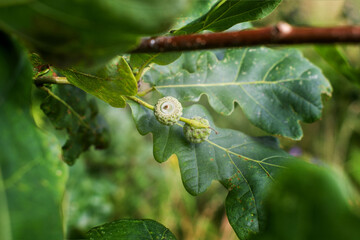 young acorns on oak branches. Oak branch with green leaves and acorns on a sunny day. Oak tree in...