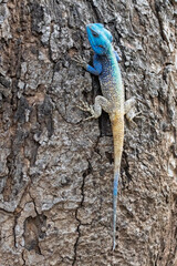 Colourful blue headed agama lizard in a tree
