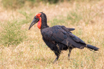 Ground Hornbill in the Kruger National Park