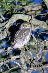 Pearl-spotted Owlet in Kruger National Park