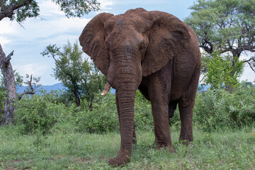 Large Elephant in Kruger National Park