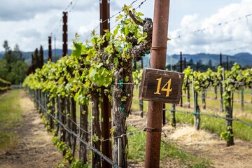 Looking Along a Row of Grape Vines on a Vineyard in the Napa Valley, California, United States.