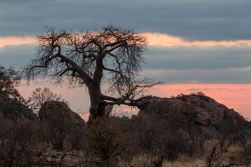 Silhouette of a Baobab (Kremetart) against the setting sun in Kruger National Park
