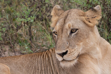 Obraz na płótnie Canvas Lioness in Kruger National Park