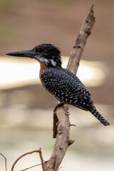 Giant Kingfisher in Kruger National Park 