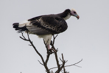White-headed Vulture in Kruger National Park
