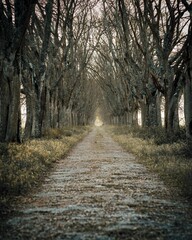 Vertical shot of a pathway in a forest covered in bare trees under the sunlight