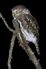 Pearl-spotted Owlet in Kruger National Park