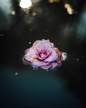 Vertical shot of a pink flower on a pond under the sunlight with a blurry background