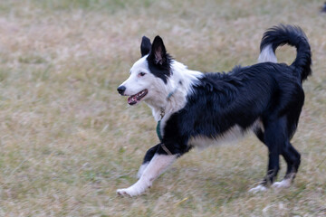 Border Collie running in the grass
