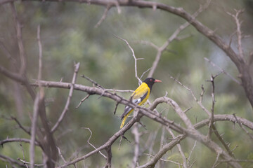 Black-headed Oriole in Rietvlei Nature Reserve