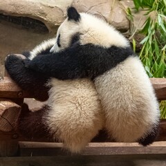 Giant pandas, two babies playing