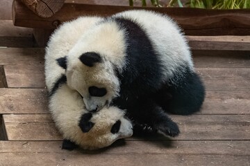 Giant pandas, two babies playing
