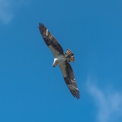 Western osprey flying