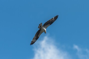 Western osprey flying