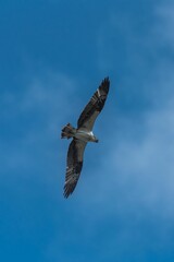 Western osprey flying