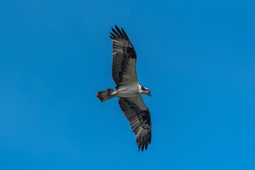 Fototapeta na wymiar Western osprey flying