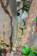 Vertical shot of a green iguana climbing a tree