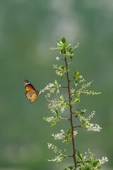 tawny coster, butterfly in India
