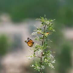 tawny coster, butterfly in India