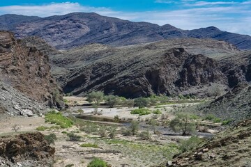 A quiver see in Namibia