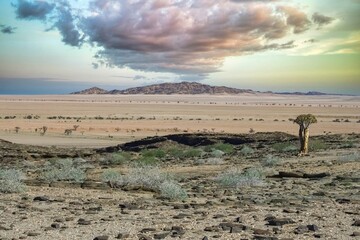 A quiver see in Namibia