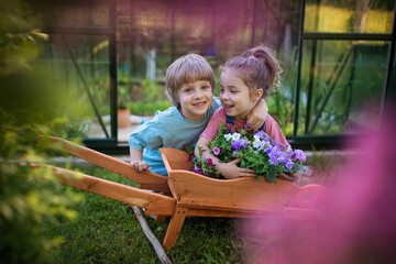 Fototapeta Portrait of little children with wooden wheelbarrow full of flowers. obraz