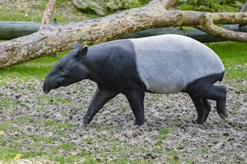 A young tapir walking