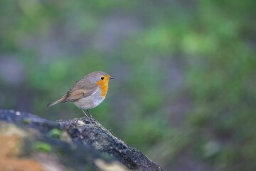An european robine, cute bird
