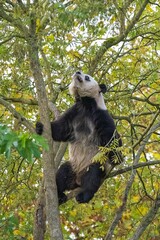 A giant panda climbing in a tree
