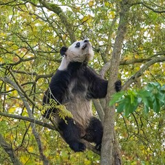 Obraz premium A giant panda climbing in a tree