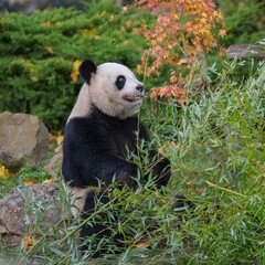 Fototapeta na wymiar Young giant panda eating 