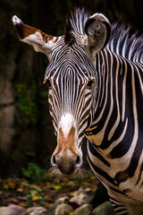 Vertical closeup of the zebra's head. Animal portrait.