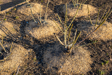 Rose bush after winter covered with sawdust and fertilized with wood ash, close-up. Spring warming...