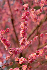 pink flowers on the brunch