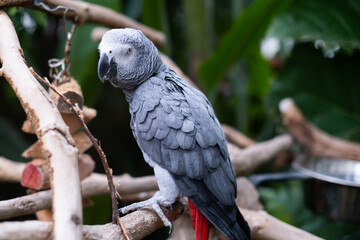 Obraz premium Parrot in greenhouse