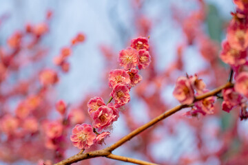 pink flowers on the brunch