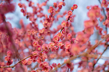 pink flowers on the brunch
