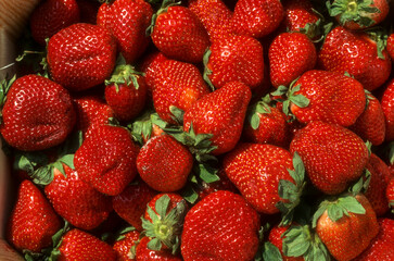 fraisier, fraise, Fragaria