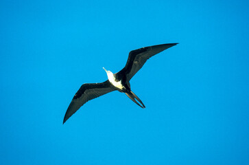 Frégate du Pacifique, Grande frégate, .Fregata minor, Great Frigatebird,  Arcchipel des Galapagos, Equateur