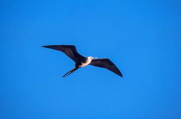 Frégate du Pacifique, Grande frégate, .Fregata minor, Great Frigatebird,  Arcchipel des Galapagos, Equateur