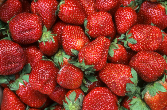 fraisier, fraise, Fragaria