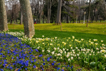 Lush spring flowering of tulips in Istanbul park. Tulip Festival. Istanbul. Turkey.